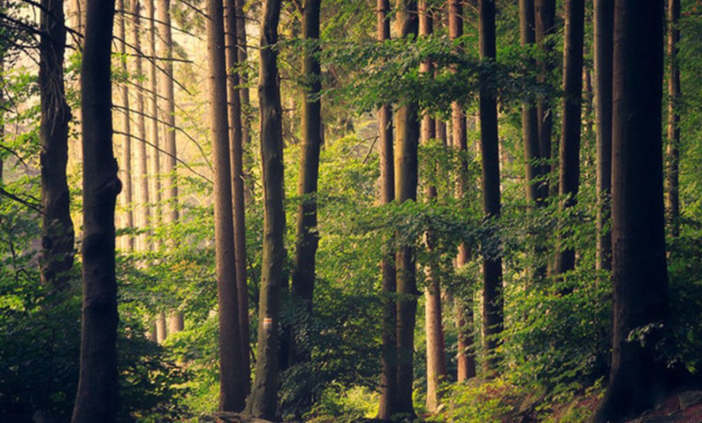 Canopy-Crafters-solutions-for-agri-need-1