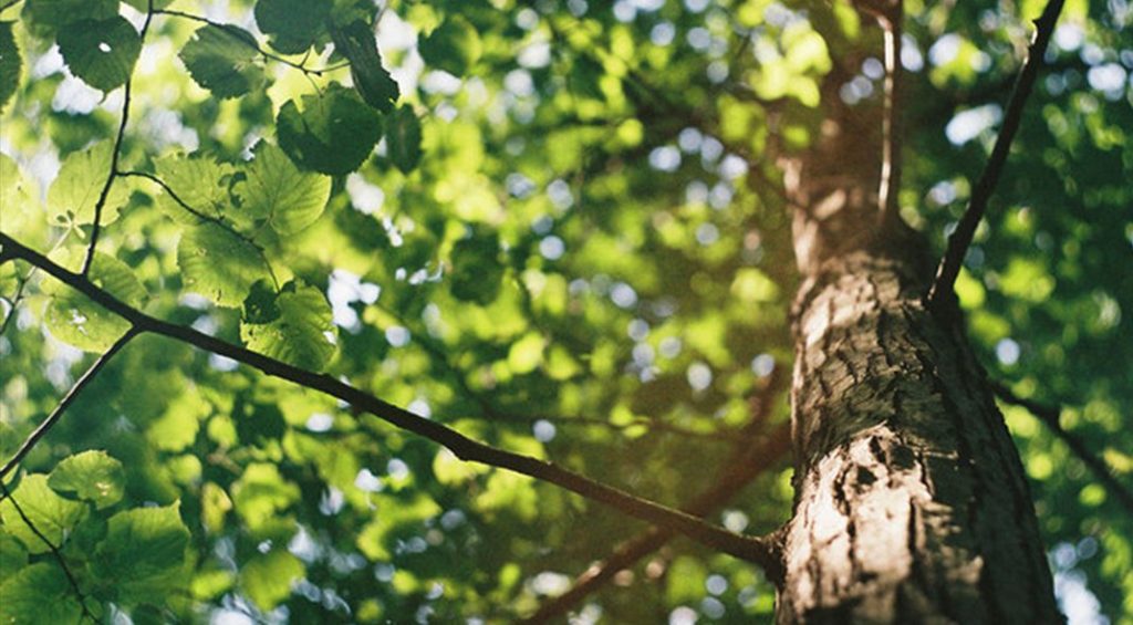 Canopy-Crafters-tree-maintenance