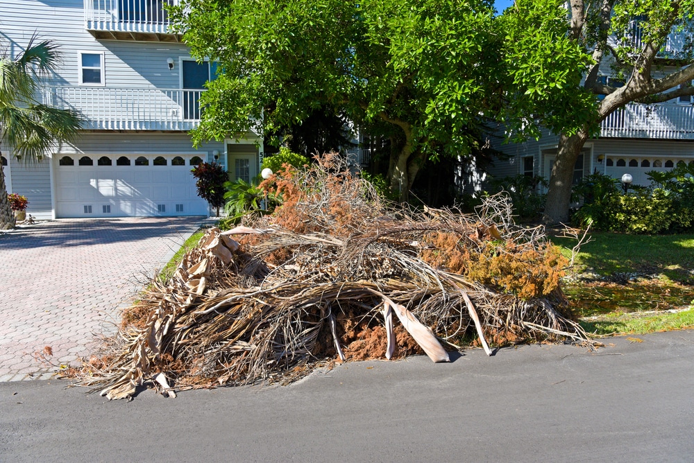 Tree debris removal & cleanup florida